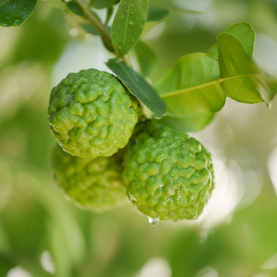 Close-up of green fruits with leaves on a blurred natural background