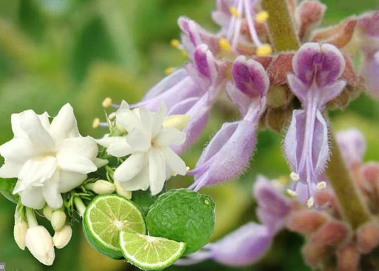 Bergamot_&_Patchouli_SDC9XP12T7OJ.jpg
