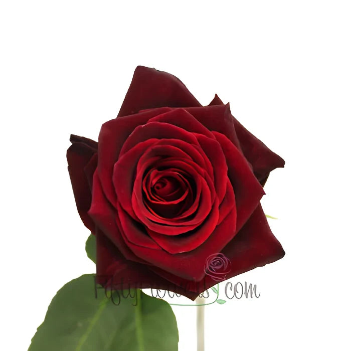 Black Bacarra Red Rose