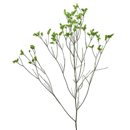 Bright Green Airbrushed Limonium Flowers