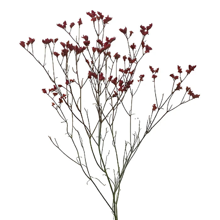 Cranberry Airbrushed Limonium Flowers