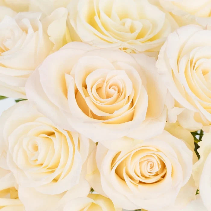 Giuliana Roses Close Up - Image