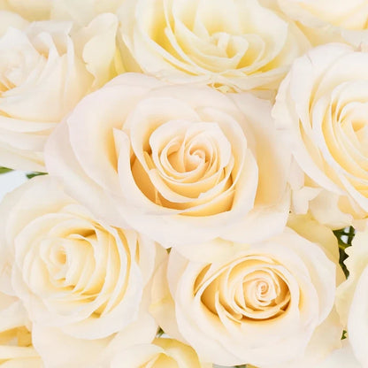 Giuliana Roses Close Up - Image
