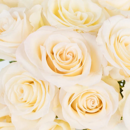 Giuliana Roses Close Up - Image