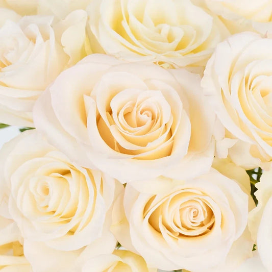 Giuliana Roses Close Up - Image