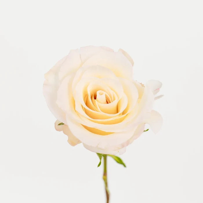 Giuliana Roses Stem - Image