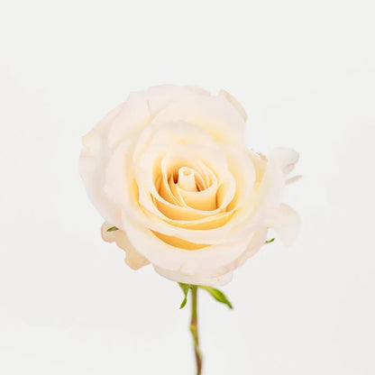Giuliana Roses Stem - Image