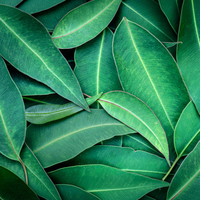 Close-up of green leaves with a focus on texture and color.