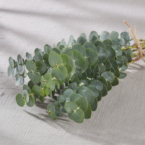 Green succulent plant on a textured gray surface