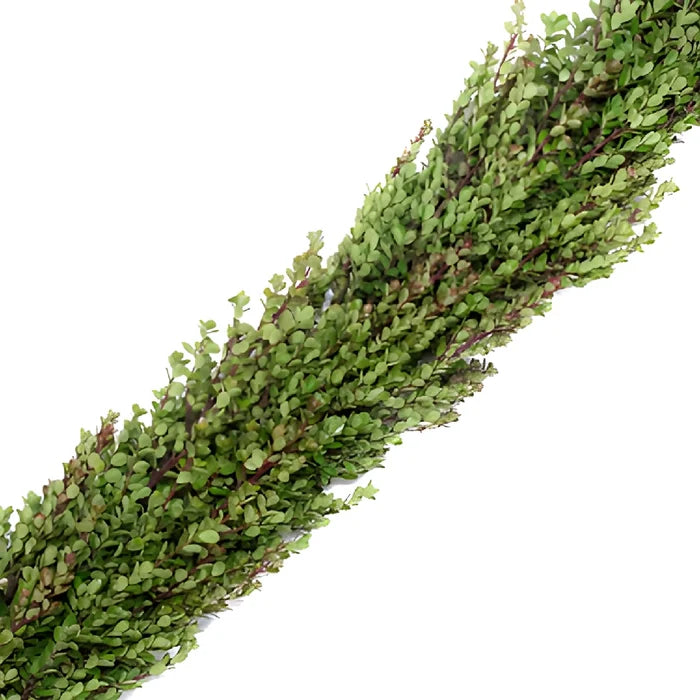 Fresh Boxwood Garland