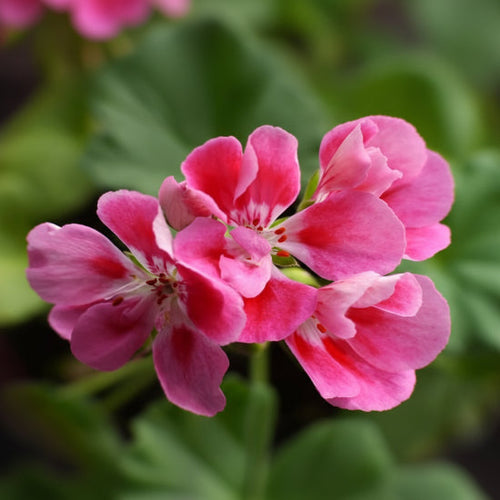 Close-up of three pink flowers with a blurred green background
