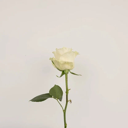 Glow In The Dark Roses Vase - Image