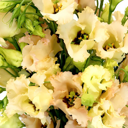 Hues of Apricot Single Lisianthus Flower