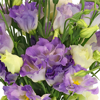 Hues of Lavender Lisianthus Flower