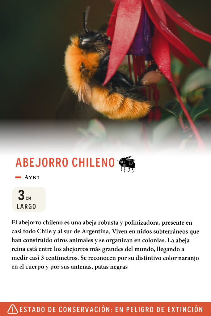 Jockey Abejorro Chileno Lino Gris | Wild Lama