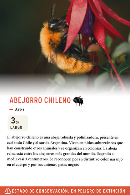 Jockey Abejorro Chileno Lino Gris | Wild Lama