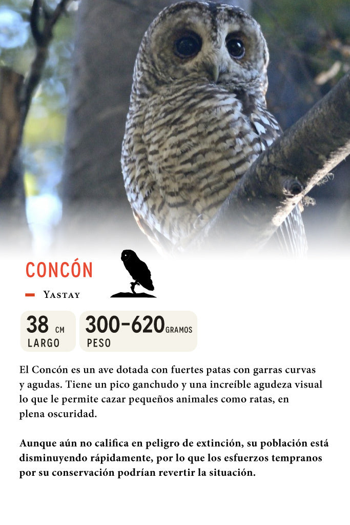 Jockey Concón Algodón Orgánico Negro | Wild Lama