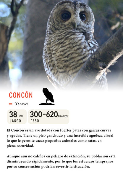 Jockey Concón Algodón Orgánico Negro | Wild Lama