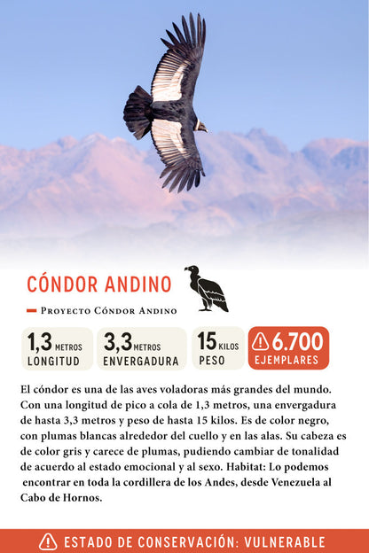 Jockey Cóndor Algodón Orgánico Camo | Wild Lama