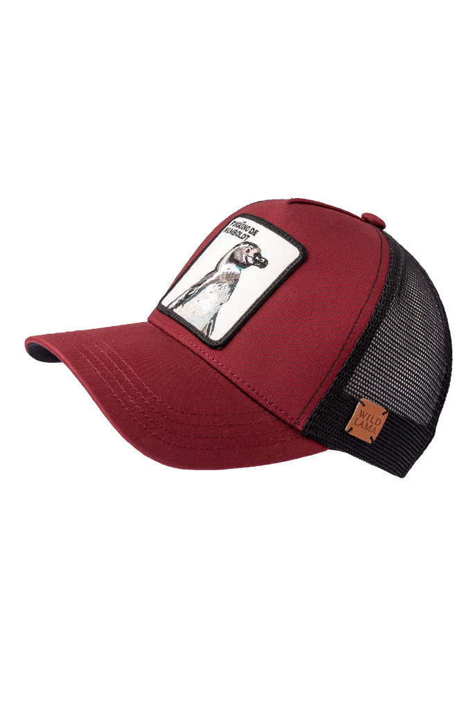 Jockey Pingüino de Humboldt Algodón Orgánico Burgundy | Wild Lama