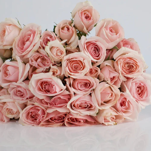 La Vie En Blush Spray Roses Close Up - Image