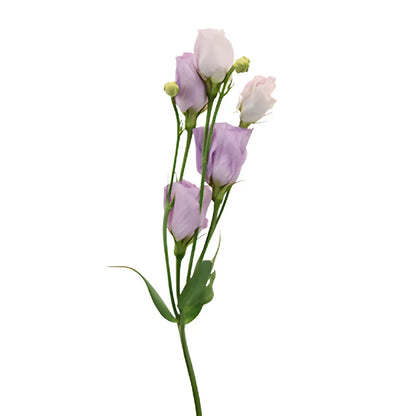 Single Carice Lavender Lisianthus Wholesale Flower Stem