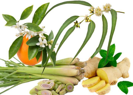 lemongrass-ginge_S1WDGONUOPSH.jpg