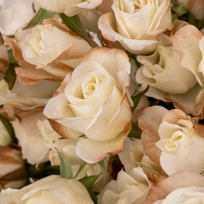 Mocha Mousse Ivory Spray Roses Close Up - Image