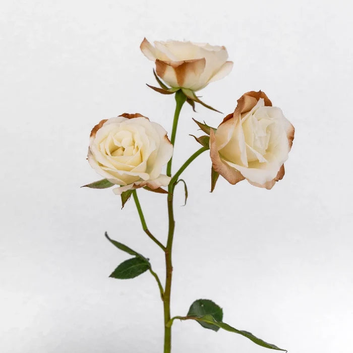 Mocha Mousse Ivory Spray Roses Stem - Image