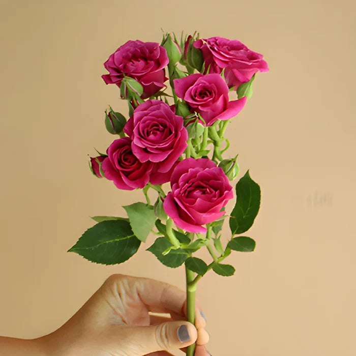 Hot Majolika hot pink Rose Stem