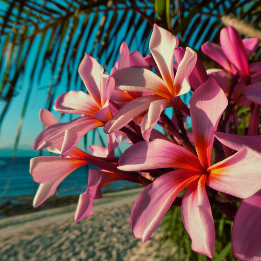 Paradise Plumeria Fragrance Oil 1135