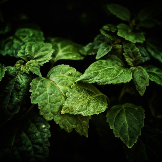 Close-up of green leaves with a dark background