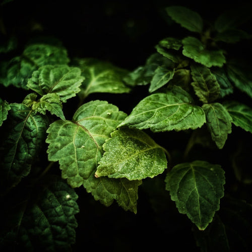 Close-up of green leaves with a dark background