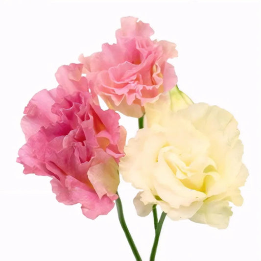 Pink Champagne Lisianthus Flower Close Up - Image