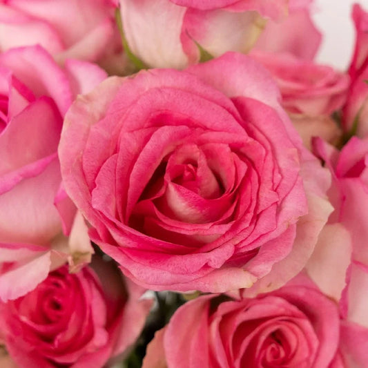 Pink Mothers Day Rose Special Close Up - Image