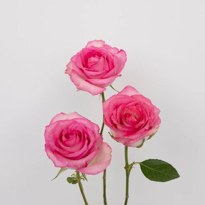 Pink Mothers Day Rose Special Stem - Image