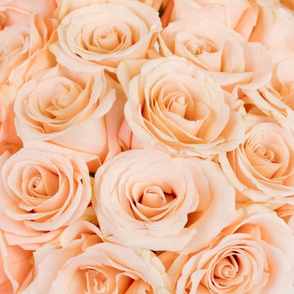 Cleo Roses Close Up - Image