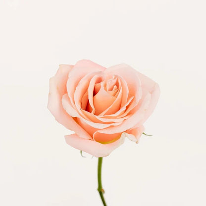 Cleo Roses Stem - Image