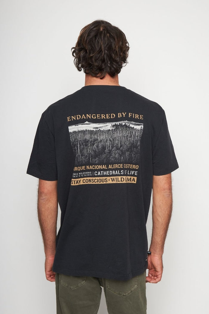 Polera Alerce Milenario Orgánica Negra Hombre