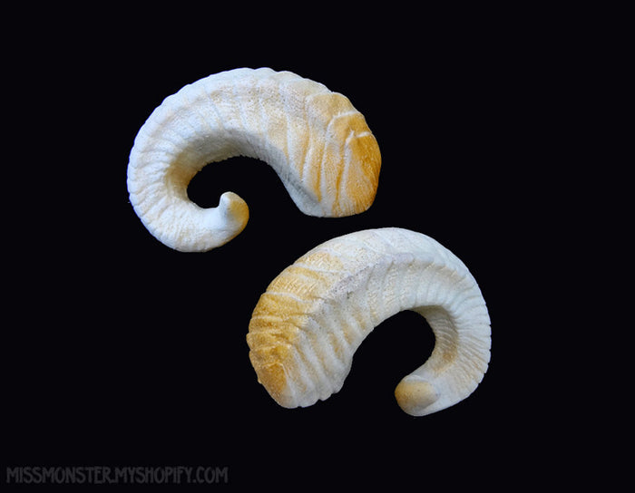 RAM HORN BARRETTES