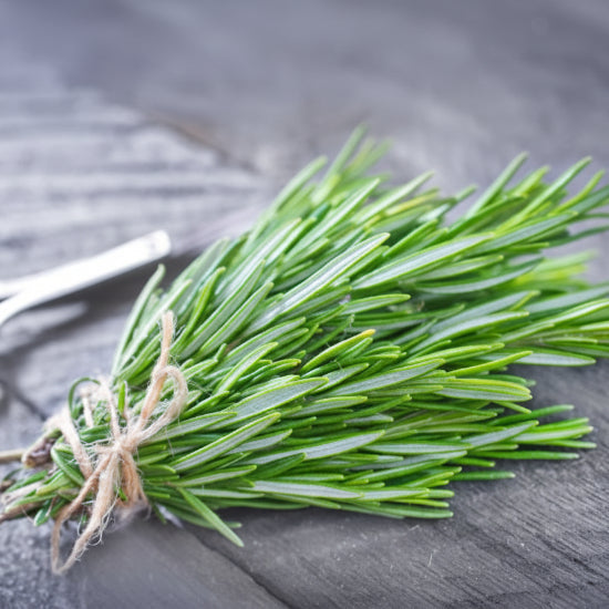 Bunch of fresh green rosemary tied with twine on a dark surface with scissors.