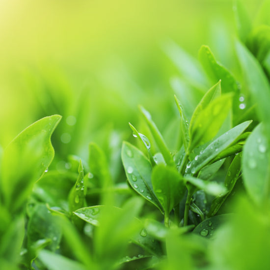 Close-up of green leaves with a blurred green background